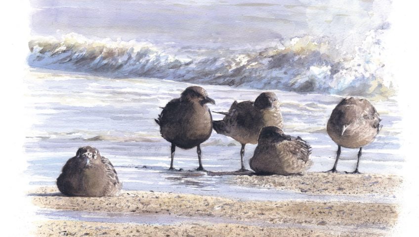 Peintures d'un temps dans la baie - La Salamandre