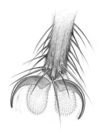 Une mouche, un poil hypersensible - La Salamandre