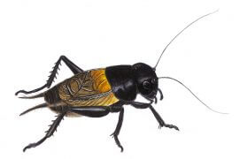 Grillon champêtre / © Jérôme Gremaud