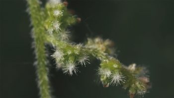 Groupées en longues inflorescences rameuses, les fleurs femelles de la grande ortie sont réduites au strict minimum. Groupées en longues inflorescences rameuses, les fleurs femelles de la grande ortie sont réduites au strict minimum.