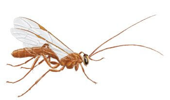 Guêpe ichneumon Résidents permanents et occasionnels de l'ortie - La Salamandre