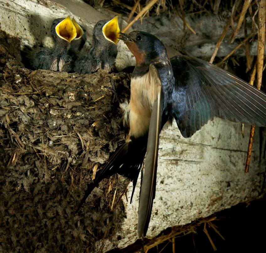 Hirondelle au nid Les mouches, un club qui pèse lourd - La Salamandre