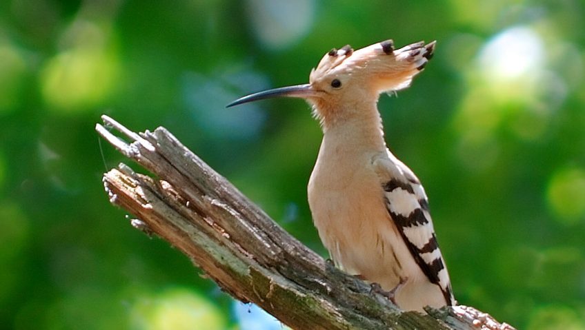 Huppe, un rêve d’Orient - La Salamandre