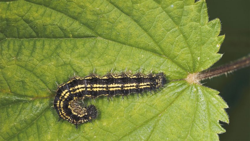 Papillons et compagnie chez l'ortie - La Salamandre