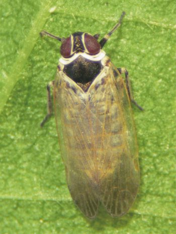 La cicadelle qui transmet la maladie du bois noir de l’ortie à la vigne ne se nourrit qu’occasionnellement sur les feuilles des ceps. Résidents permanents et occasionnels de l'ortie - La Salamandre
