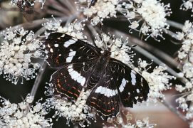 La génération estivale du papillon carte géographique a une face noire.  / © Davit Jutzeler