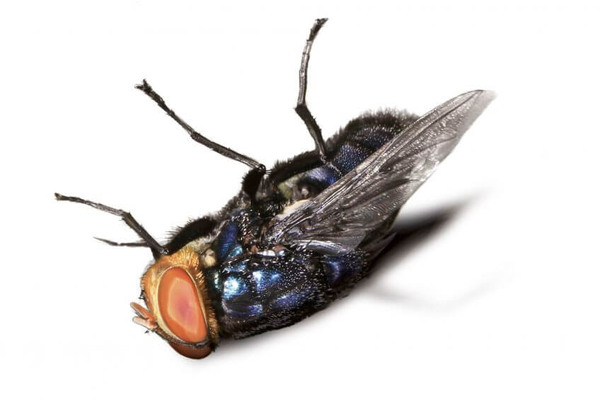 La lucilie bouchère, Cochliomyia hominivorax La guerre des diptères - La Salamandre