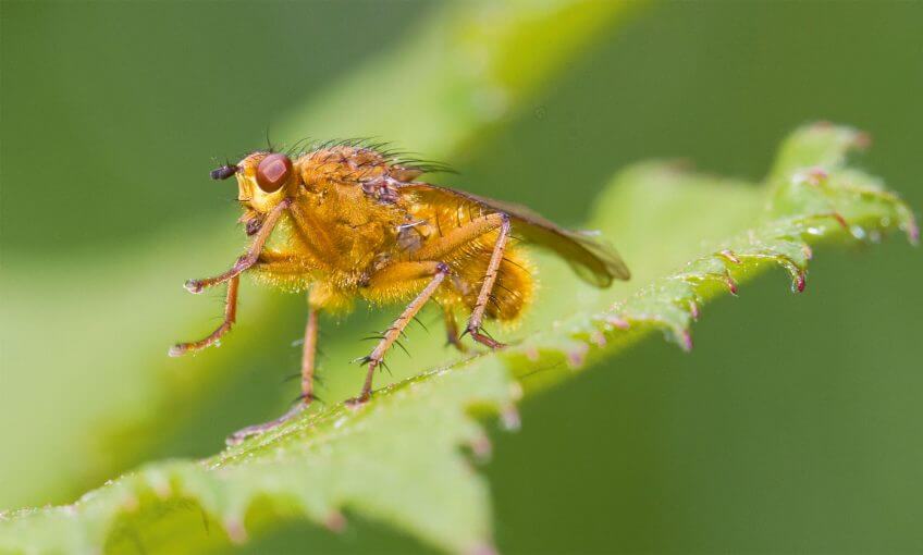 La mouche à merde, Scatophaga stercoraria Parole de mouche - La Salamandre