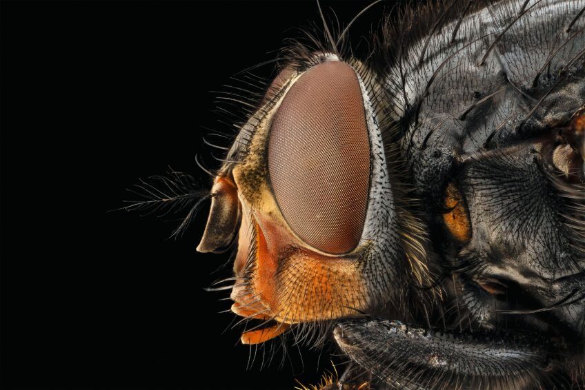 La mouche bleue, Calliphora vicina Parole de mouche - La Salamandre