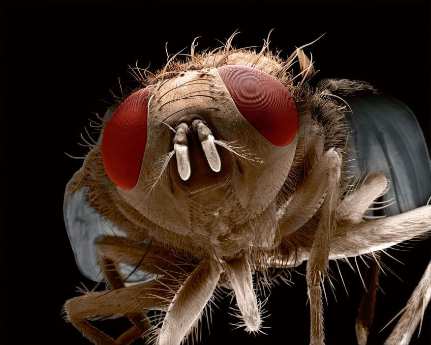 La mouche domestique, Musca domestica Parole de mouche - La Salamandre