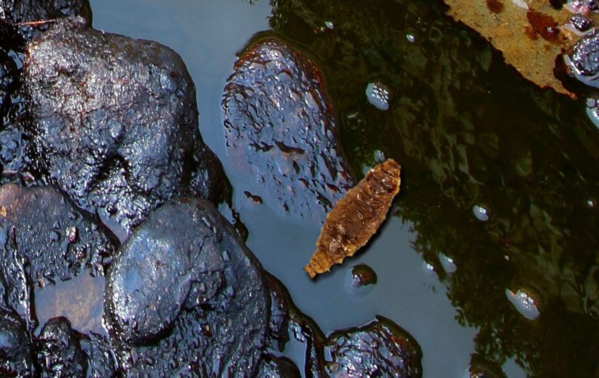 La mouche du pétrole, Helaeomyia petrolei Parole de mouche - La Salamandre