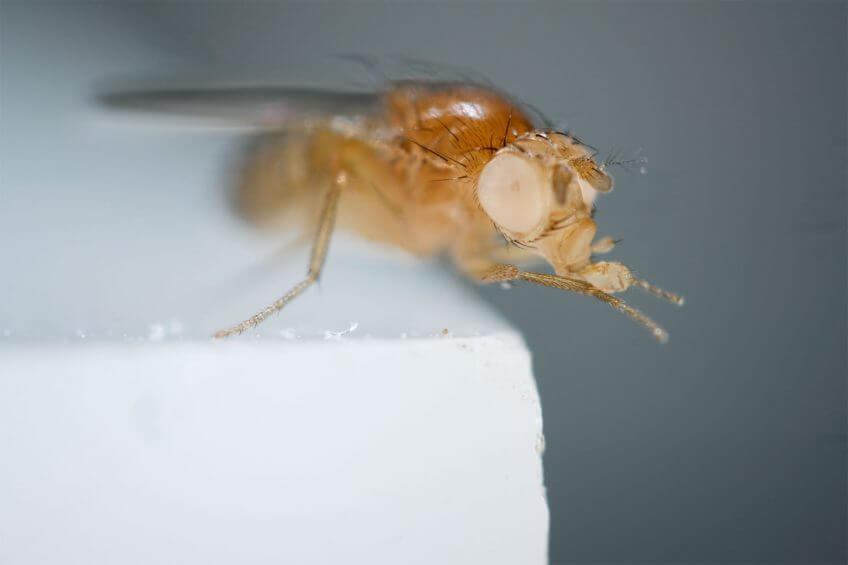 La mouche du vinaigre, Drosophila melanogaster Parole de mouche - La Salamandre