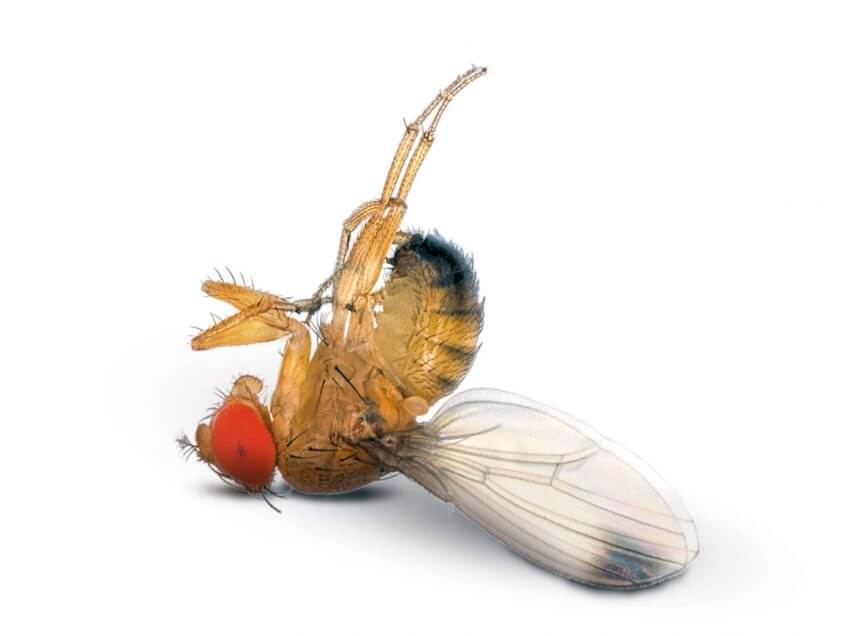 La mouche suzuki, Drosophila suzukii La guerre des diptères - La Salamandre