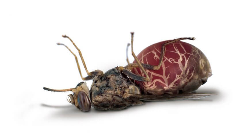 La mouche tsé-tsé, Glossina sp. La guerre des diptères - La Salamandre