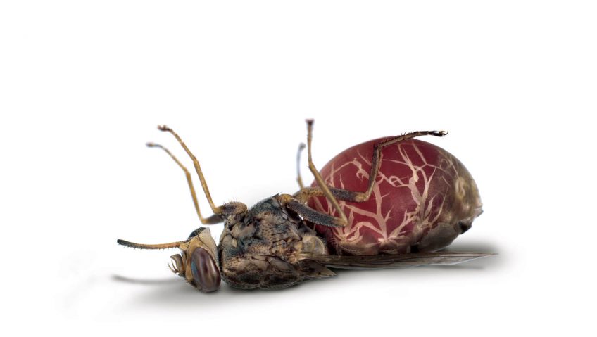 La guerre des diptères - La Salamandre