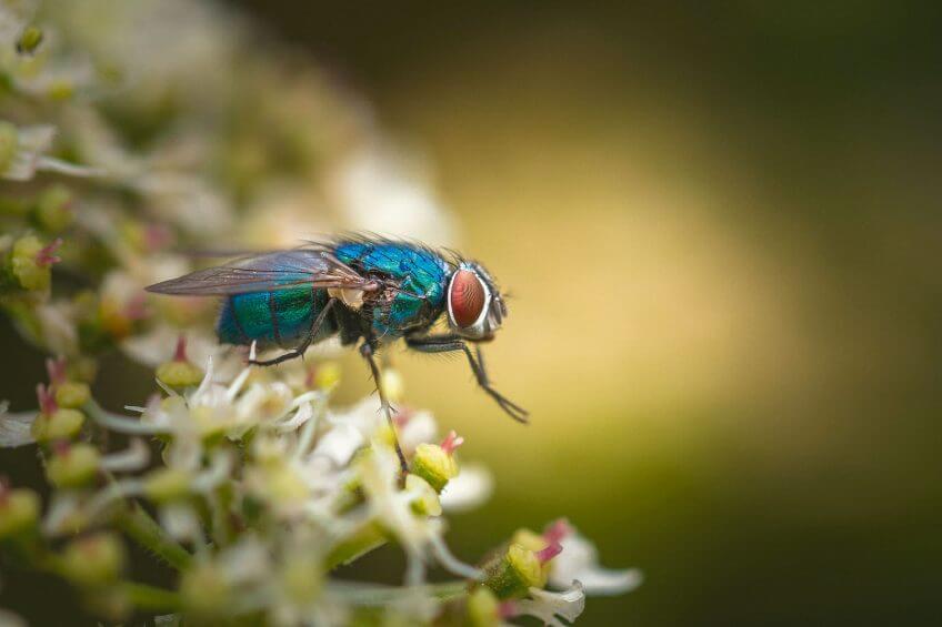 La mouche verte, Lucilia sericata Parole de mouche - La Salamandre