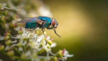 La mouche verte, Lucilia sericata