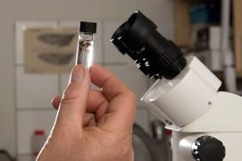 La syrphe sera observée à la loupe. / © Olivier Born