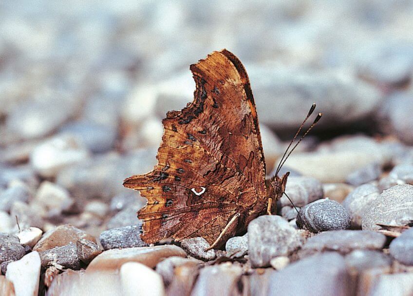 La tache blanche qui orne le papillon robert-le-diable est à l’origine de ses autres noms : c-blanc ou gamma. Robert, le paon et autres papillons - La Salamandre