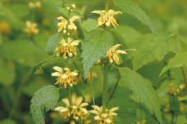 Lamier jaune / © Christophe Bornand