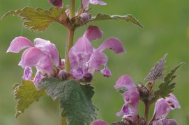Lamier tacheté / © Christophe Bornand