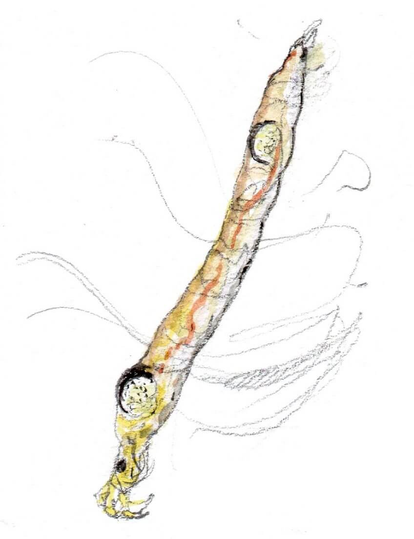 10 mouches fantastiques - La Salamandre