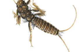 Larve de perle / © Roger Megger 