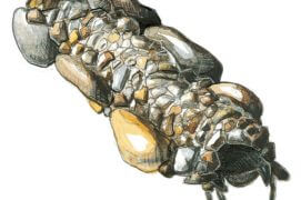 Larve de phrygane / © Roger Megger 