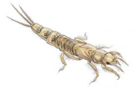 Larve d’éphémère / © Roger Megger 