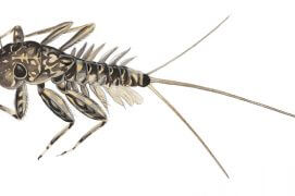 Larve d’éphémère plate / © Roger Megger 