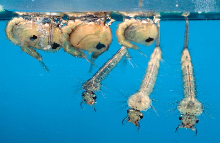 Larves de moustique à la surface de l'eau Les mouches, un club qui pèse lourd - La Salamandre