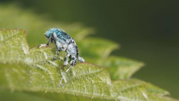 Le charançon de l’ortie doit sa parure verte à de minuscules écailles. Certains individus en sont dépouillés et paraissent noirs. Le charançon de l’ortie doit sa parure verte à de minuscules écailles. Certains individus en sont dépouillés et paraissent noirs.