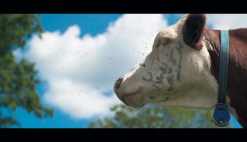 © L'avis des mouches, Paul-Aurélien Combre