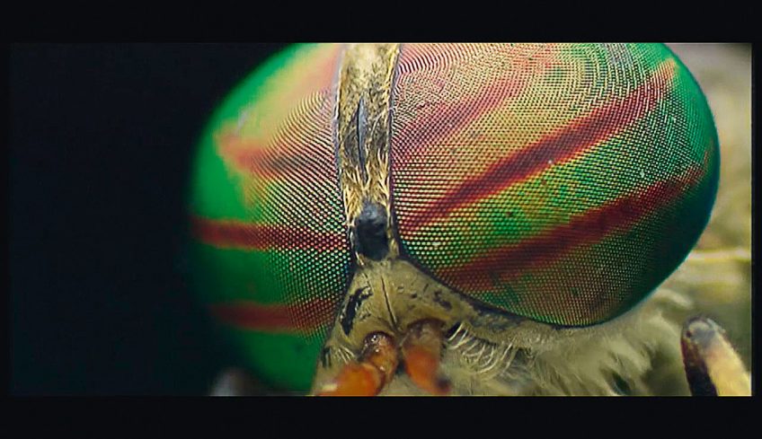 L'avis des mouches, un film de La Salamandre