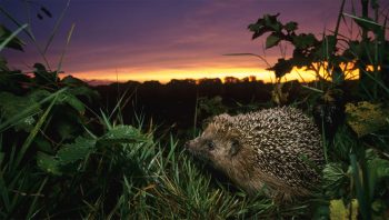 Le hérisson d’Europe a-t-il encore une place hors du jardin dans la nature sauvage ?