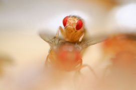 Le mâle produit avec ses ailes un chant à basse fréquence pour stimuler sa partenaire. Pendant l'accouplement, il bourdonne plus aigu. / © Solvin Zankl