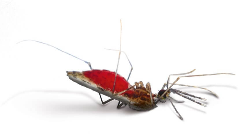 Le moustique anophèle La guerre des diptères - La Salamandre