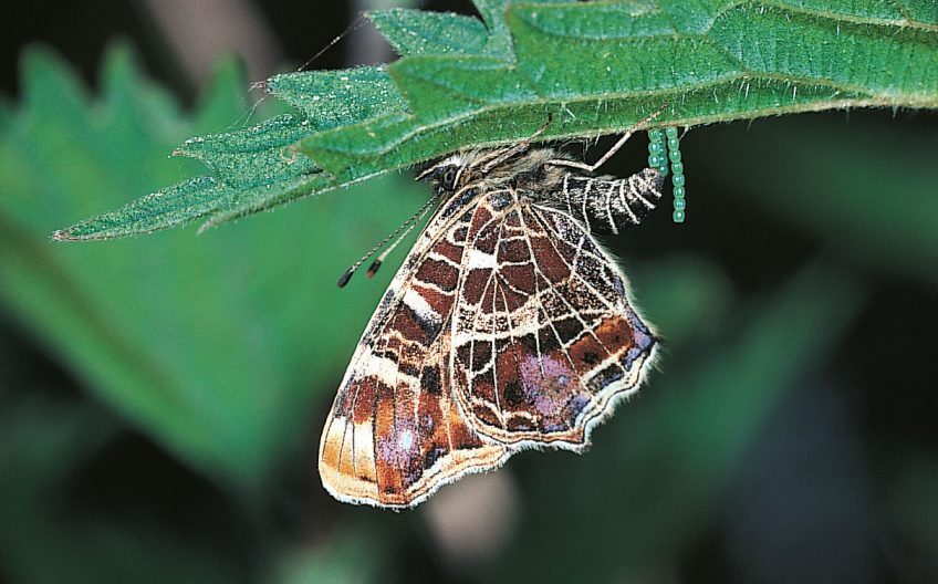 Le quadrillage blanc
sur l’envers des ailes dévoque une carte géographique.  Robert, le paon et autres papillons - La Salamandre