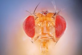 Les 13 000 gènes de Drosophila melanogaster sont répartis sur quatre paires de chromosomes certainement les plus étudiés au monde. / © Solvin Zankl