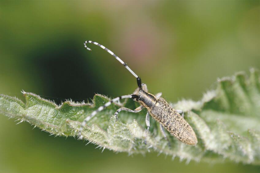 Les antennes de la femelle du longicorne sont aussi longues que son corps. Celles du mâle sont plus grandes encore. Foreurs, suceuses et mineuses, tous dans l'ortie - La Salamandre