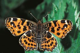 Les individus printaniers du papillon carte géographique ont une face orange.  / © Davit Jutzeler