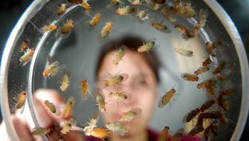 Pourquoi les mouches drosophile fascinent tant les scientifiques ? Pourquoi les mouches drosophile fascinent tant les scientifiques ?