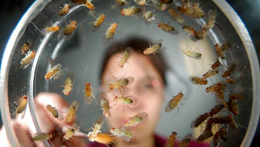 Mouche, star des laboratoires - La Salamandre