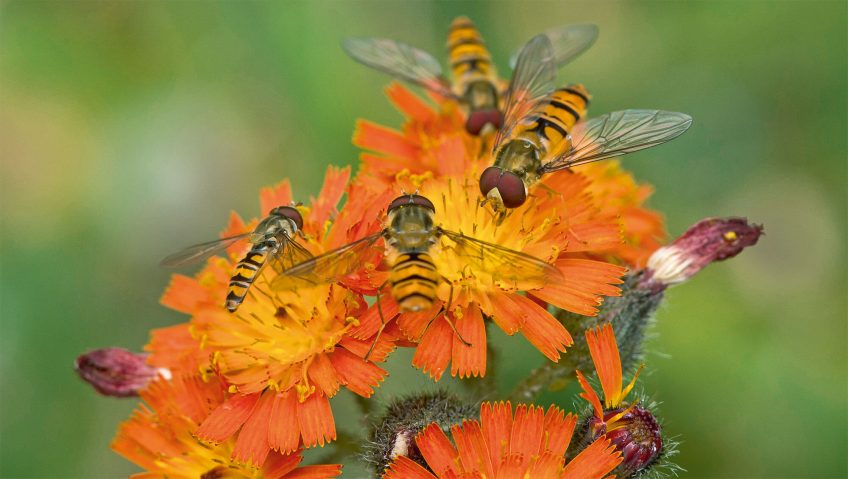 Les mouches, un club qui pèse lourd - La Salamandre