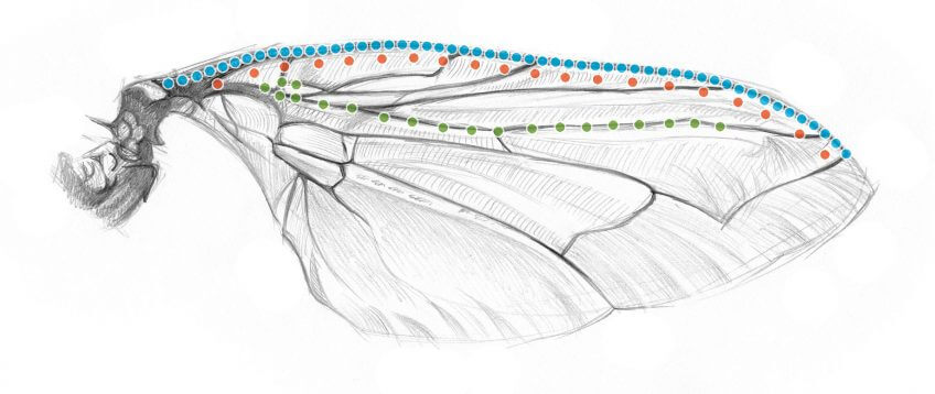 Une mouche, un poil hypersensible - La Salamandre