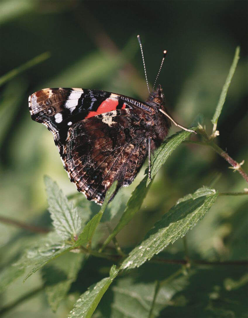 Les vulcains du Nord de l’Europe parcourent environ 3’000 km chaque automne pour rejoindre les bords de la Méditerranée. Robert, le paon et autres papillons - La Salamandre