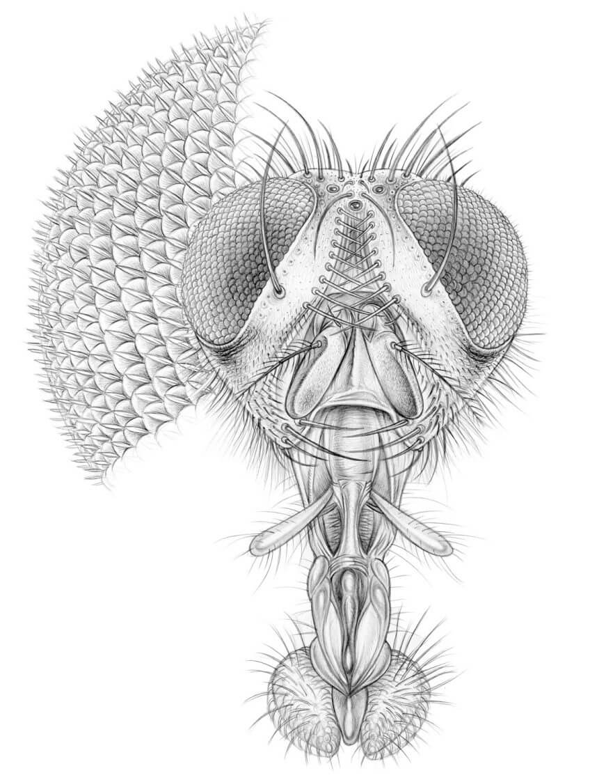 Une mouche, un poil hypersensible - La Salamandre