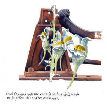 Linaire commune / © Lorenzo Dotti