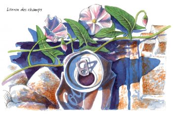 Liseron des champs / © Lorenzo Dotti