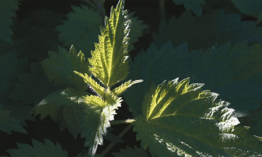 L'ortie est-elle une vrai peste ?  Dossier sur l'ortie, "L'ortie, une vraie peste ?" - La Salamandre